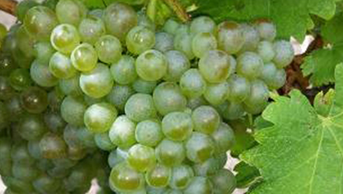 Viognier