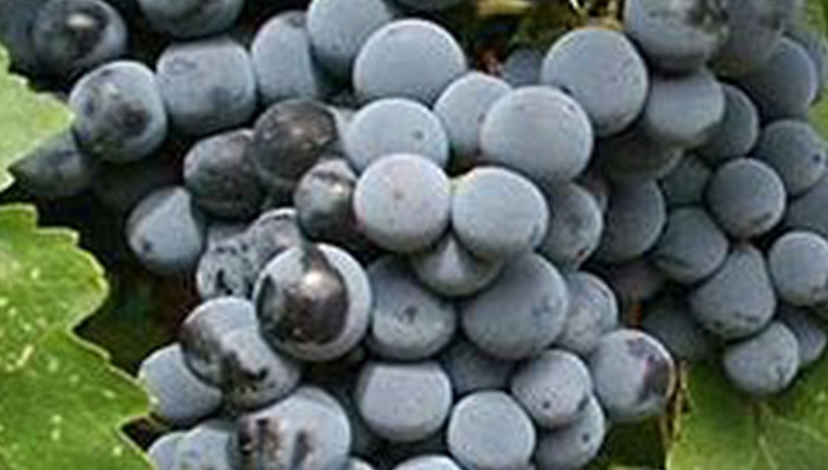 Cabernet Franc