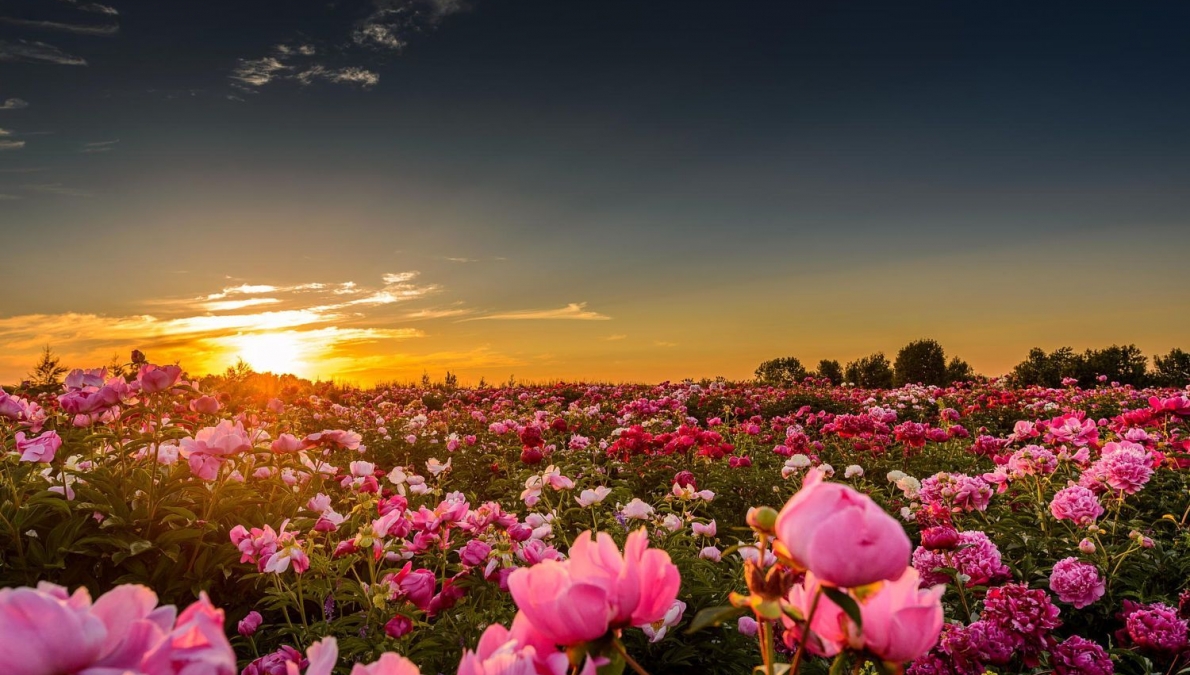 Habitat of the peony, village of Huhla