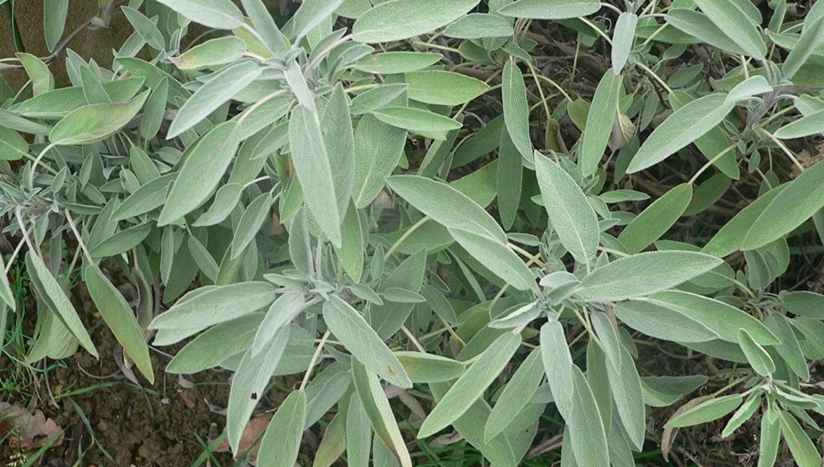 Habitat of the garden sage (Salvia officinalis), village of Gorno Lukovo, Luda Reka River, village of Gornoseltsi, Mareshnitsa River