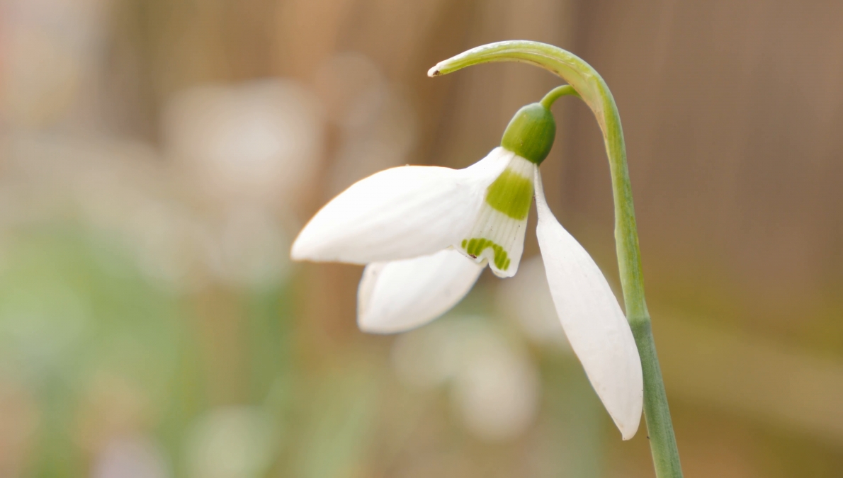 Habitat of the common snowdrop (Galanthus nivalis) (Petkov Bair locality and village of Garvanovo, Asenova Fortress)