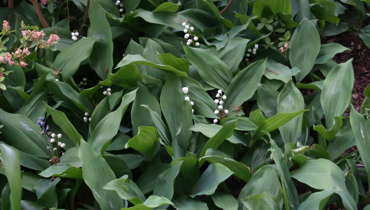 Habitat of lily-of-the-valley and peony natural monument, Drenka locality, village of Spahievo