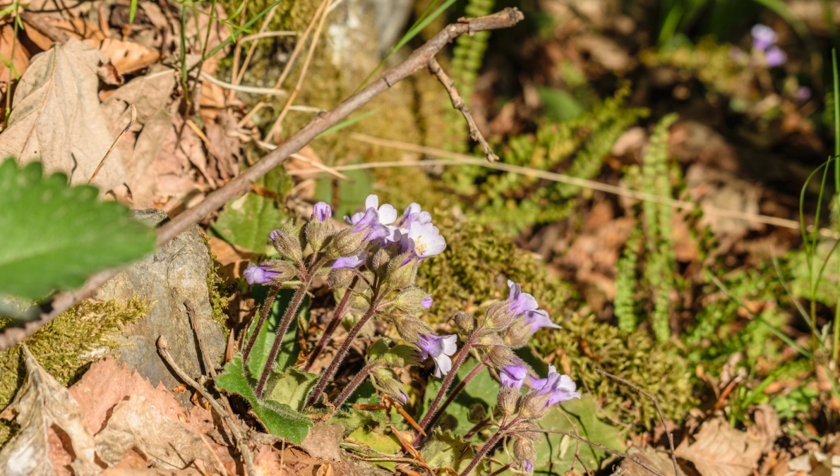 Habitat of the Orpheus flower (Haberlea Rhodopensis)