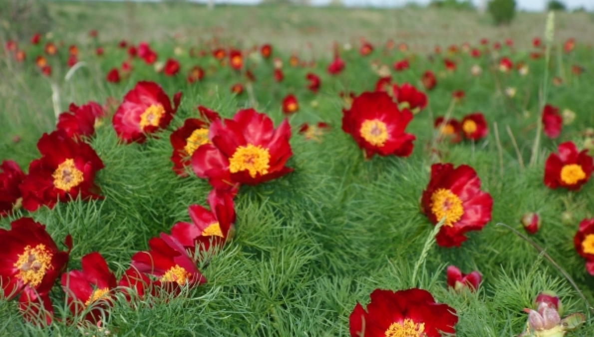 Habitat of the peony