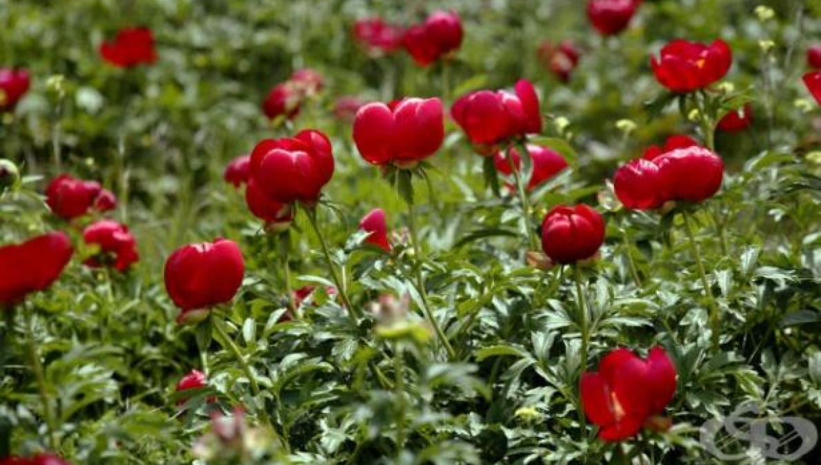 Habitat of the scarlet peony (Paeonia peregrina), village of Kostur, Taushan Bair locality