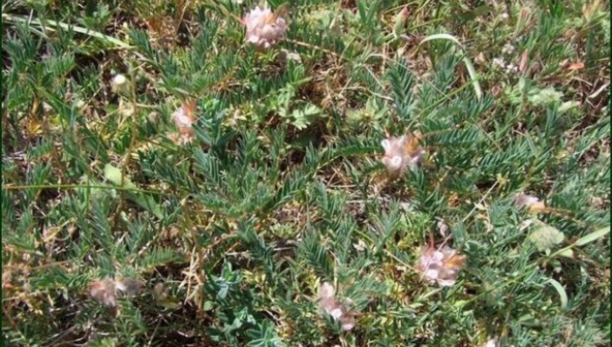 Habitat of Astracantha thracica, village of Vodentsi