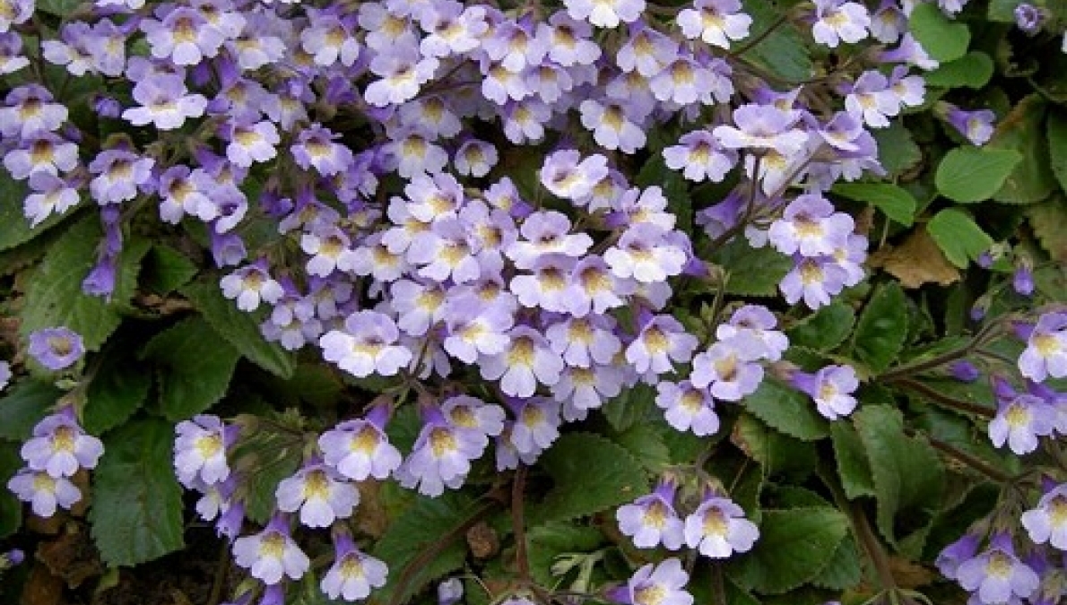 Habitat of the Orpheus flower (Haberlea Rhodopensis), village of Rabovo, locality of Sheytan Kyupris