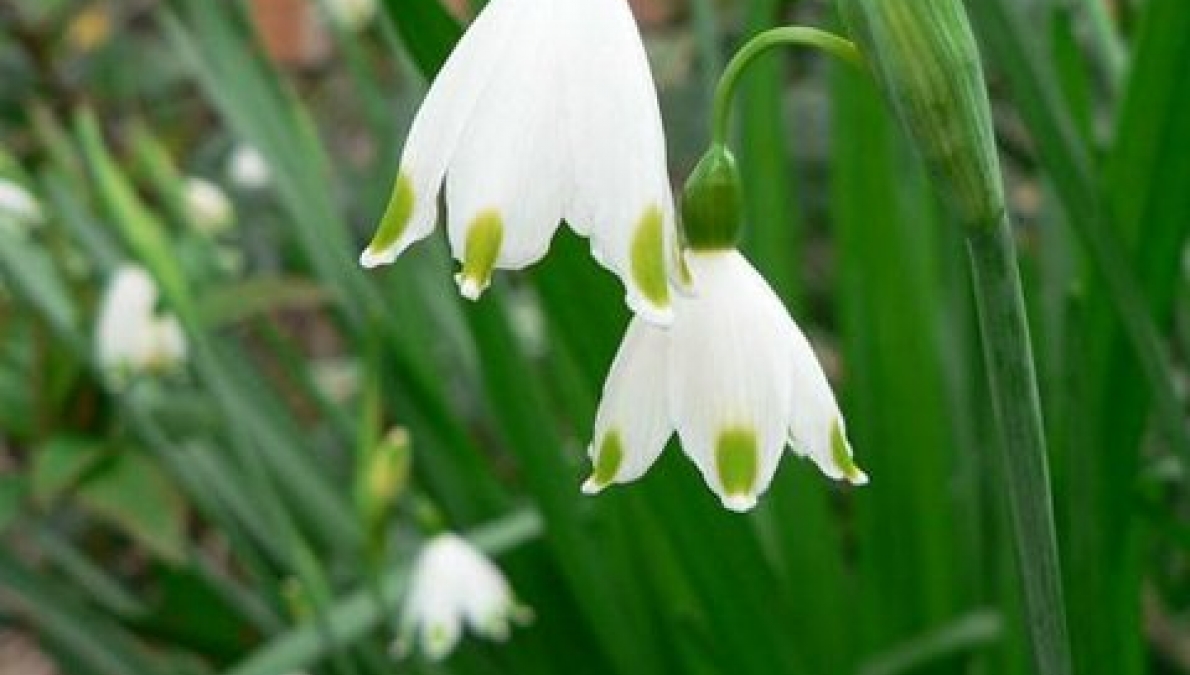 Habitat of the summer snowflake (Leucojum aestivum), village of Biser, Sazlaka locality