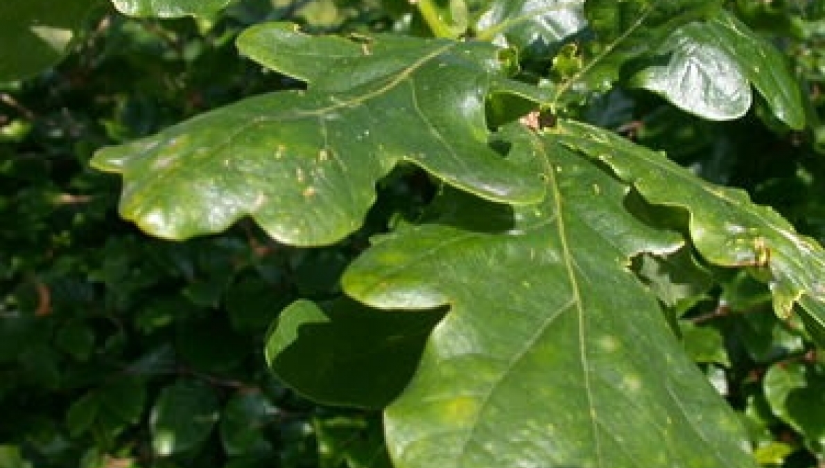 Habitat of the common oak (Quercus robur), village of Uzundzhovo, locality of Palamudche