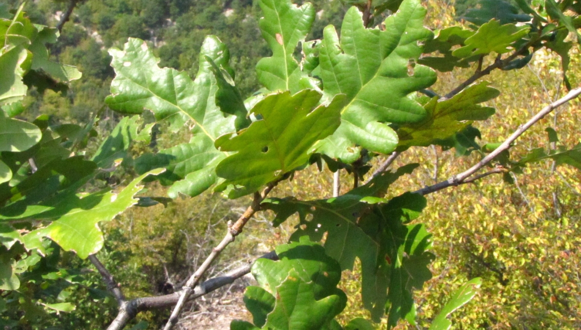 Περιοχή «Ντούπκιτε» (Οι τρύπες)