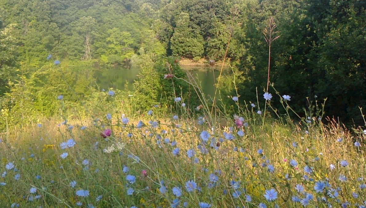 Habitat of the Eriolobus trilobata - Daneva Cheshma Fountain