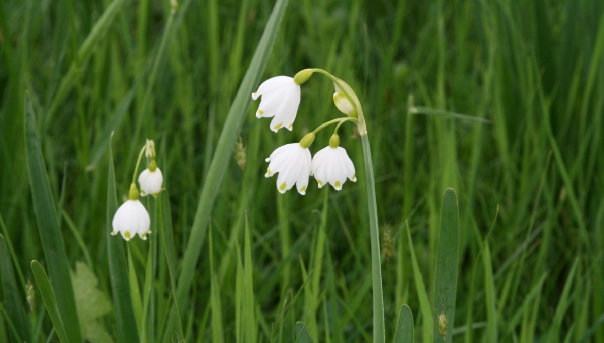 Habitat of the summer snowflake (Leucojum aestivum) - Lozen road