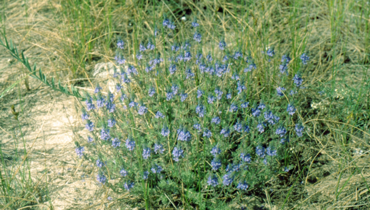 Habitat of Veronica multifida