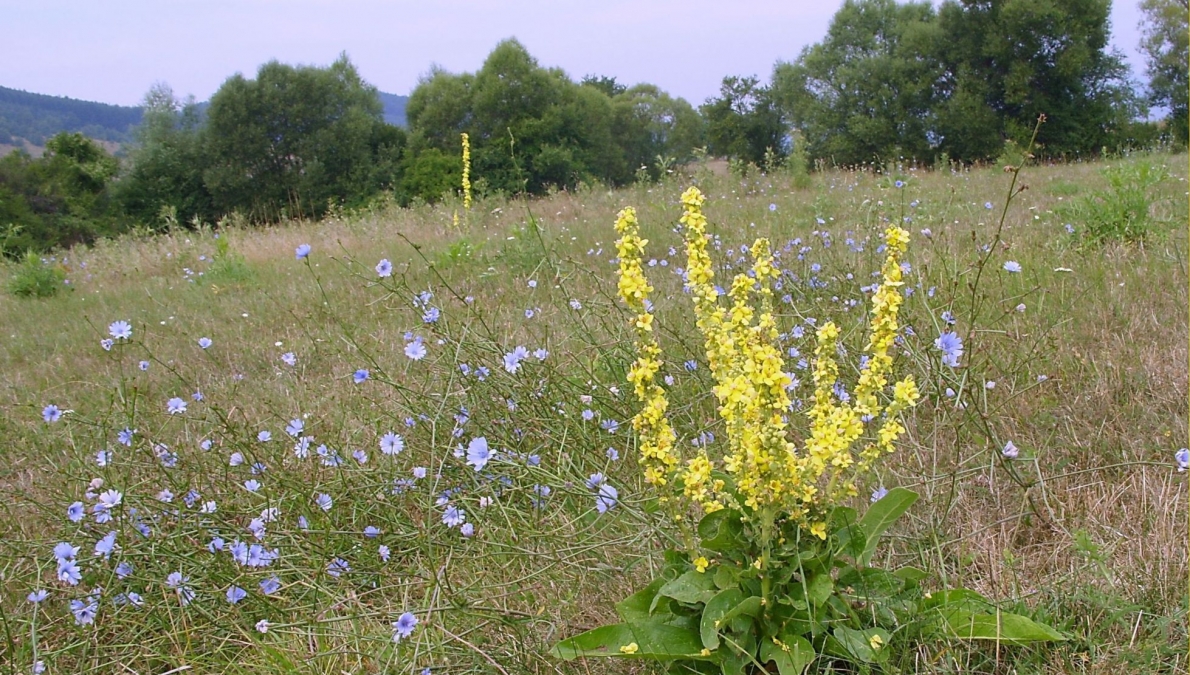 Habitat of Verbascum purpureum