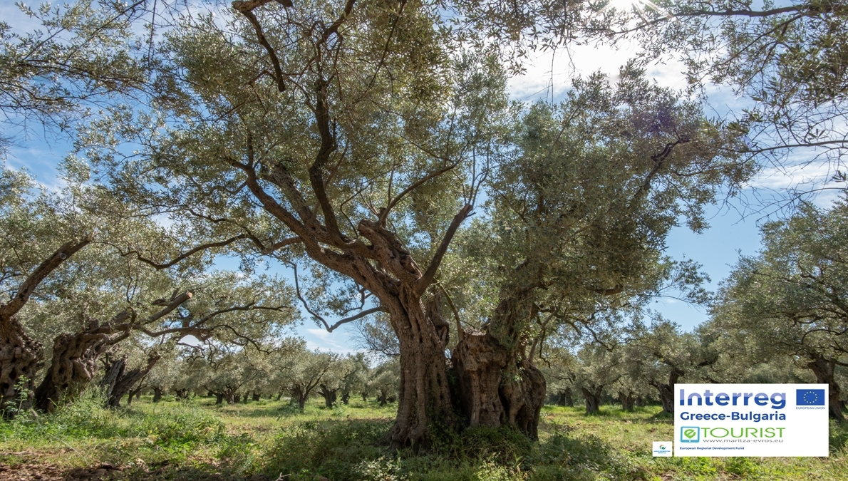 Αρχαίος Ελαιώνας Μάκρης