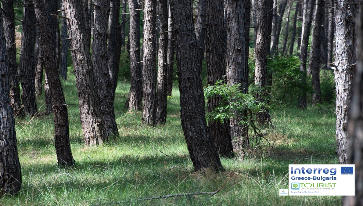 National Forrest of Dadia