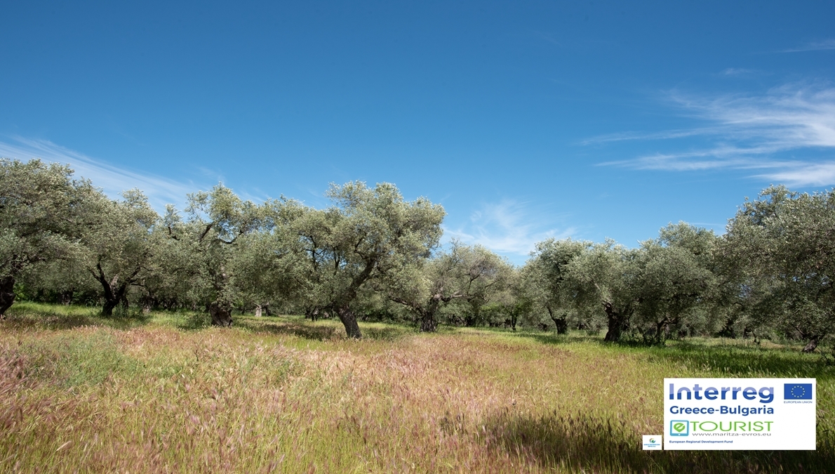 Ancient Olive Grove of Makri