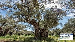 Вековните маслинови градини на Макри
